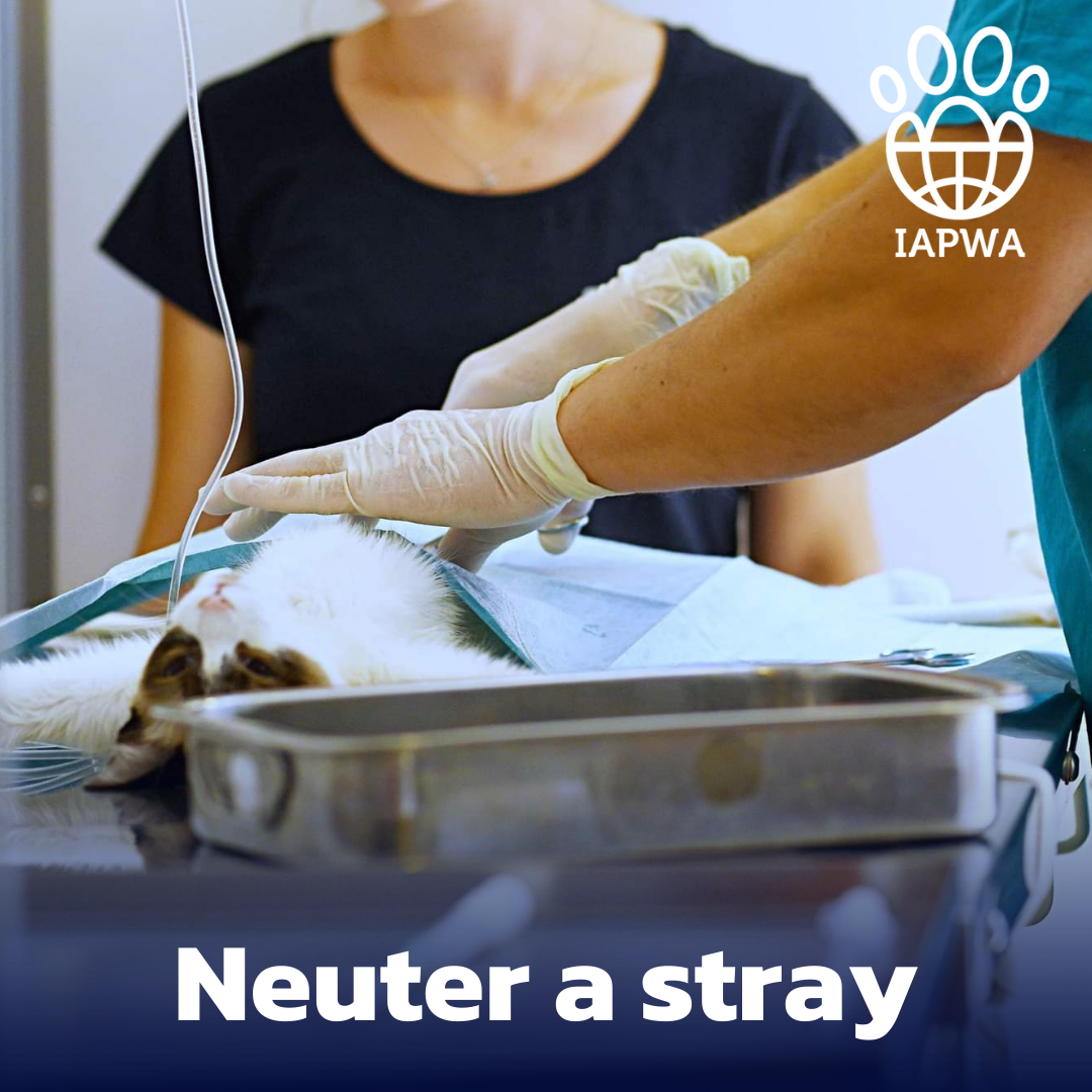 Neuter a Stray