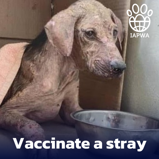 Vaccinate a Stray