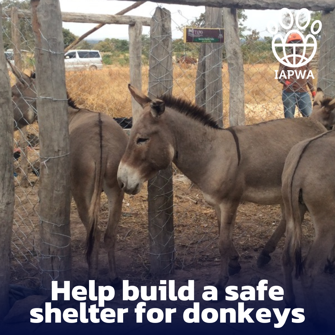 Help build a shelter to keep donkeys safe from poachers