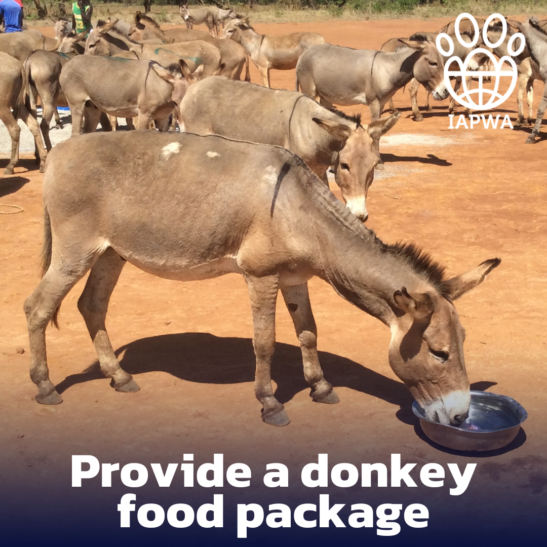 Send a food package for a hungry donkey