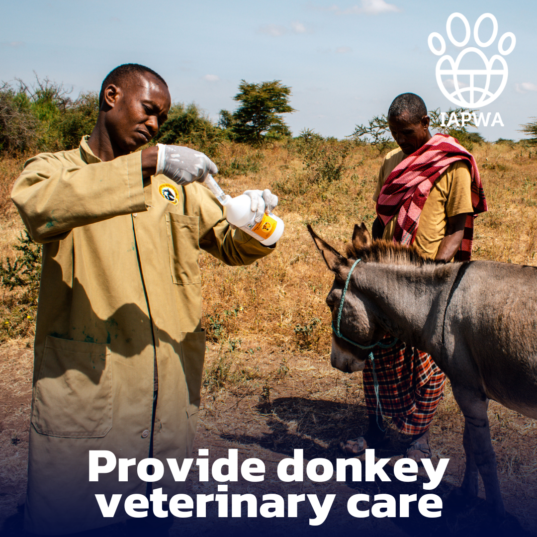 Provide Veterinary Care to support a sick or injured donkey