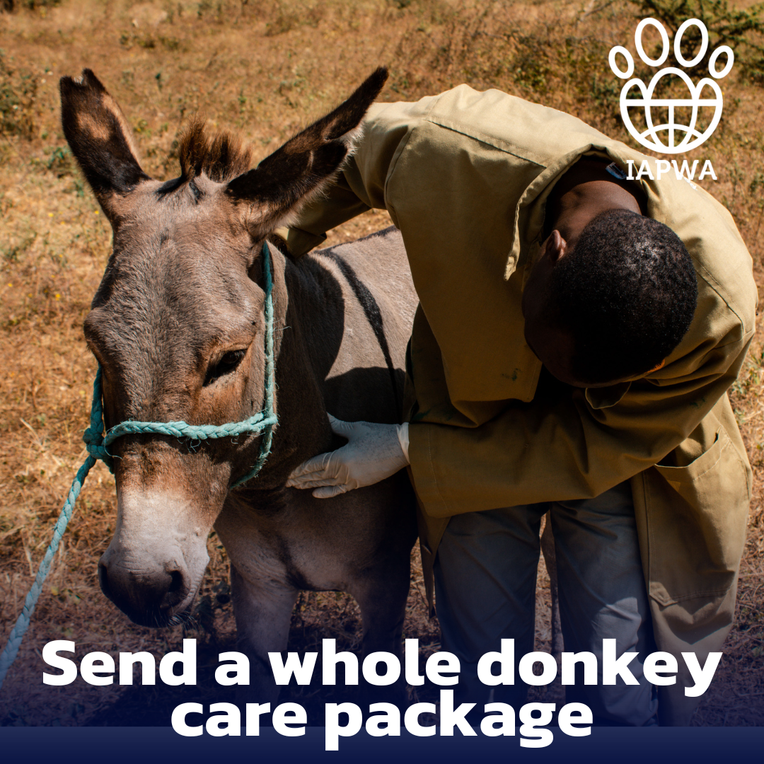Provide a whole donkey care package - food, veterinary care and shelter