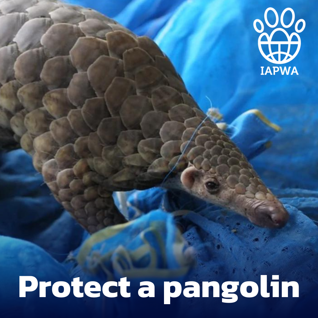 Protect the pangolins