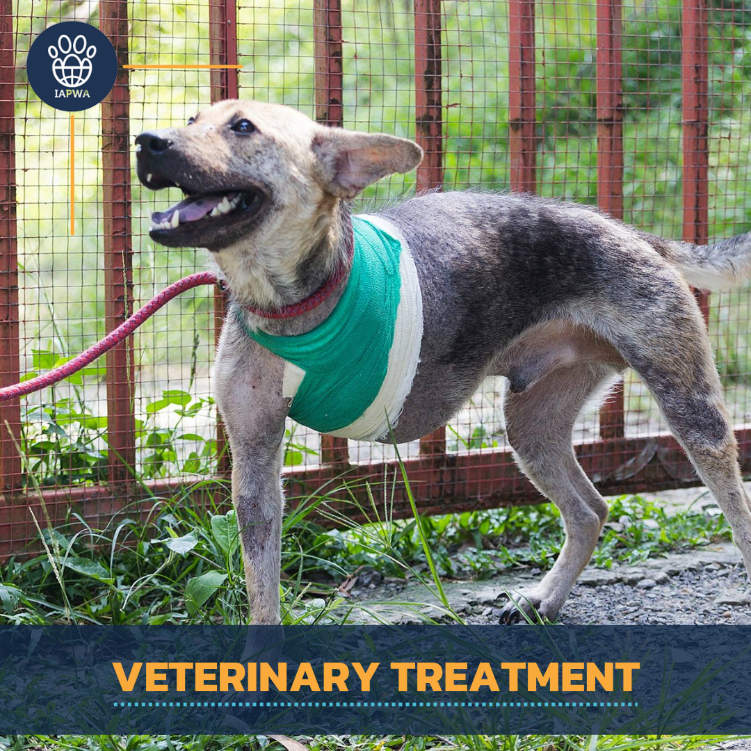 Veterinary Treatment for a Dog in Need